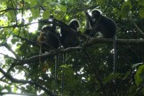 1737 Dusky Langurs with Light-colored Baby sm.JPG (140 KB)